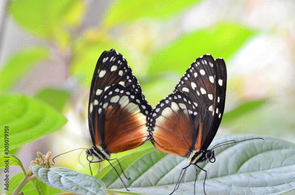 Fototapeta premium mariposa