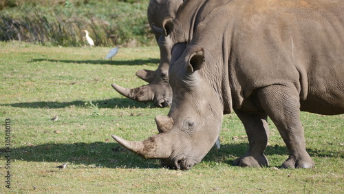white rhinoceros in zoo