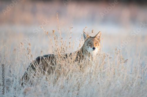 Urban Coyote Portrait photo