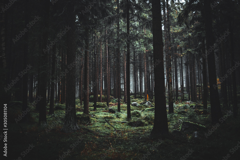 Magic dark forest. Autumn forest scenery with rays of light. Mistic forest. In the background are mountains