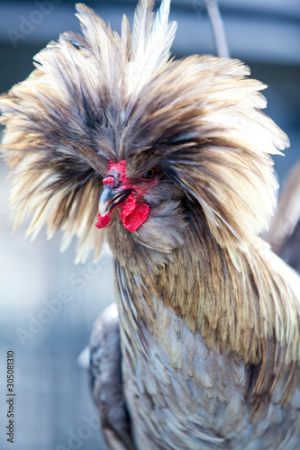 Polish crested rooster Fototapeta