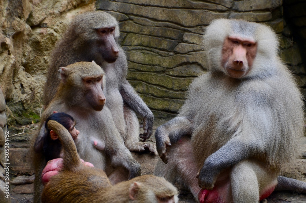 Obraz premium familia de simios