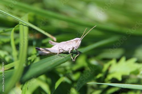 A grasshopper was sitting in the grass