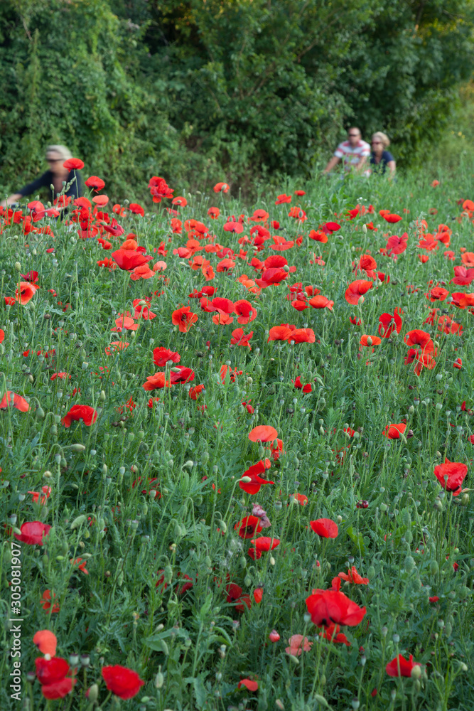 Poppies along the Rodwell Trail Weymouth