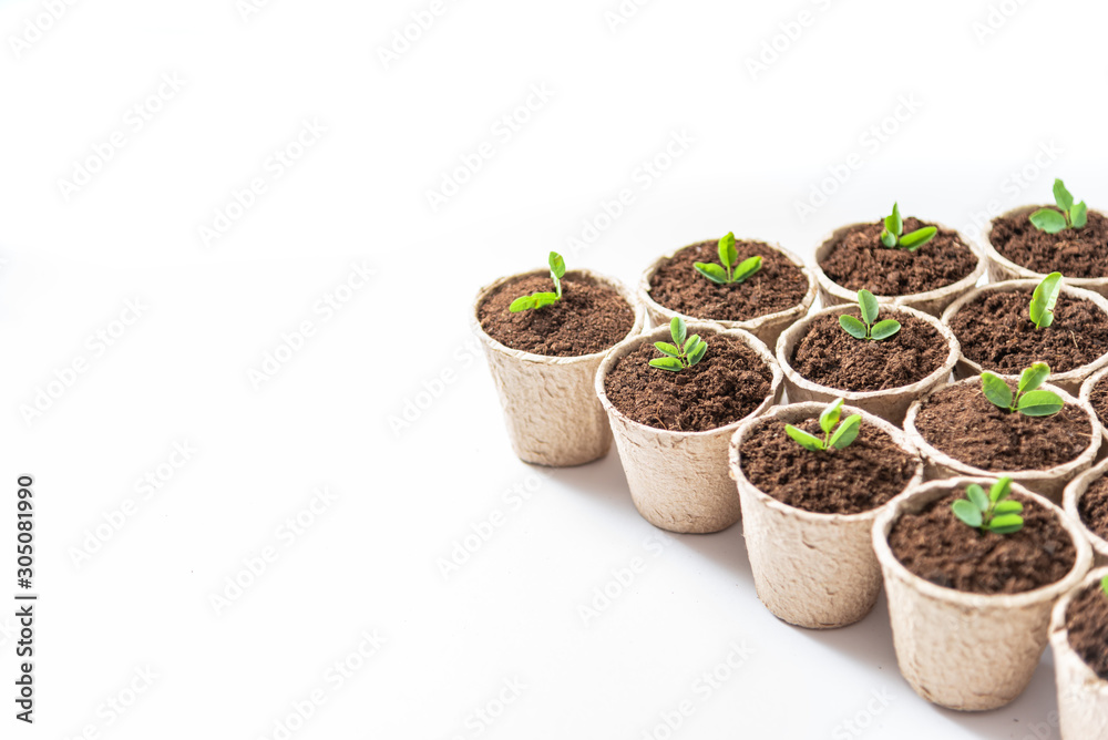 Green plants in fiber pots on white background. Ecologic biodegradable material concept. Green plants in fiber pots on white background. Ecologic biodegradable material concept.