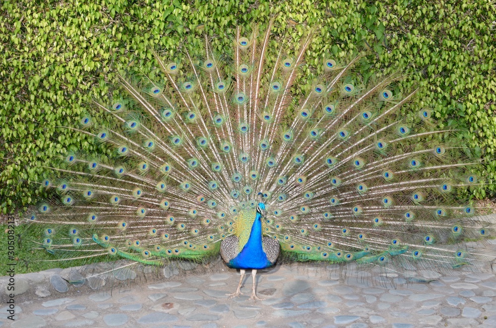 Obraz premium pavo real