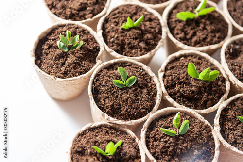 Seedlings growing in fiber pots made of ecologic biodegradable material. View from top.