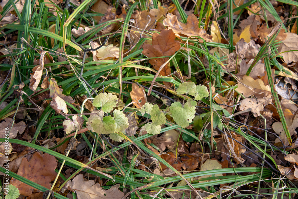 Delicate green leaves of grass among fallen autumn oak leaves Delicate green leaves of grass among fallen autumn oak leaves