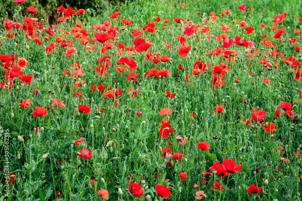 Poppies along the Rodwell Trail Weymouth