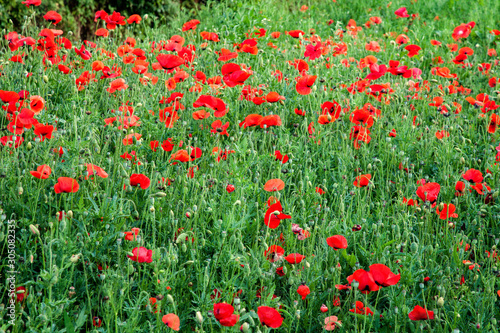 Poppies along the Rodwell Trail Weymouth