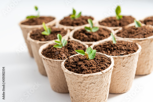 Fiber pots with seedlings of plant on white background. Close up.