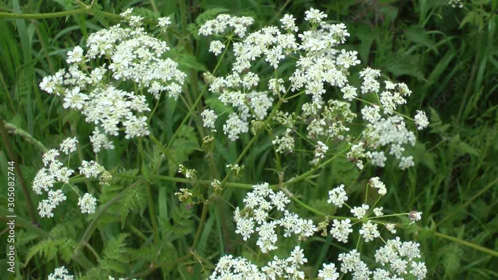 Cow parsley Cow parsley