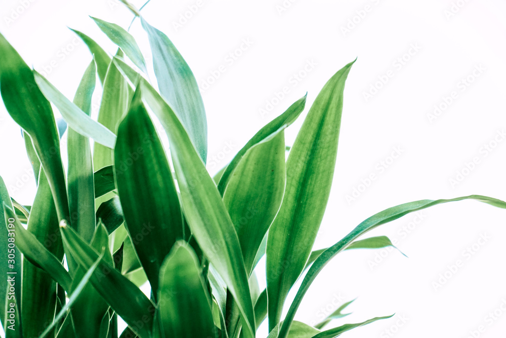 Fototapeta premium Fresh green leaves on white background