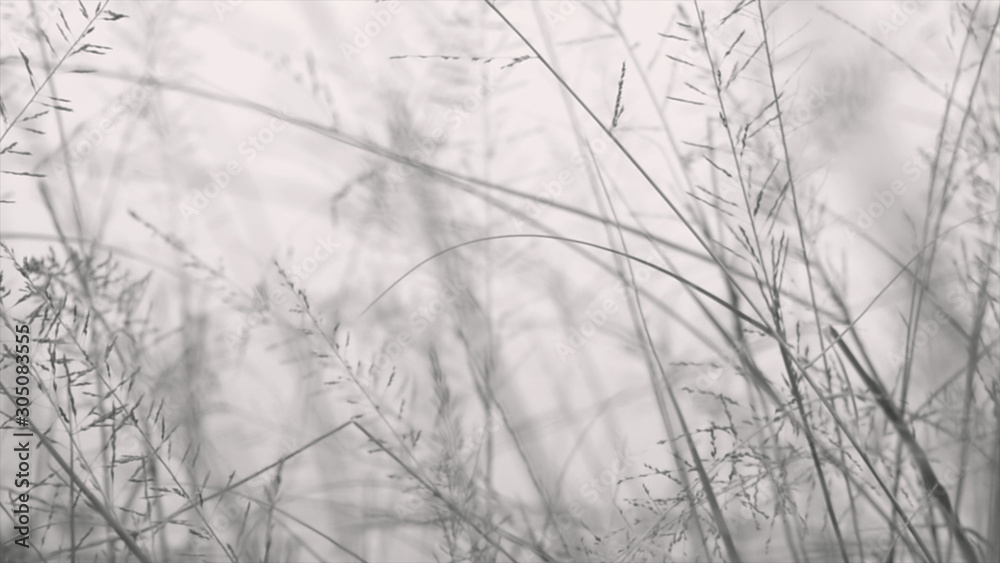 abstract monochrome moving dry grass abstract monochrome moving dry grass