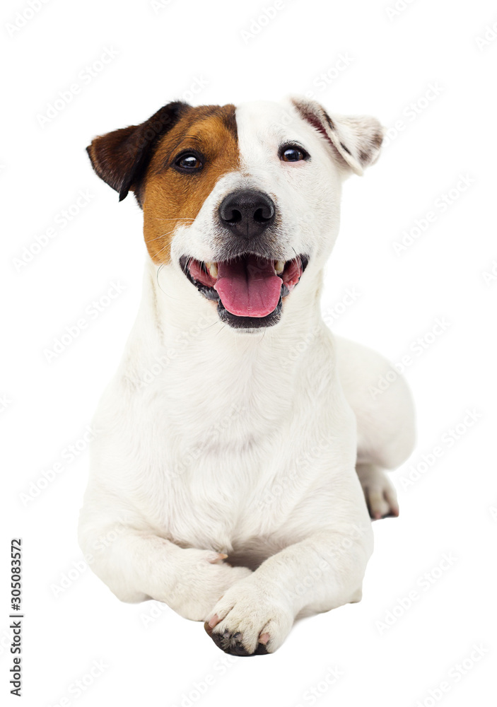 dog jack russell terrier lies and looks isolated on a white background