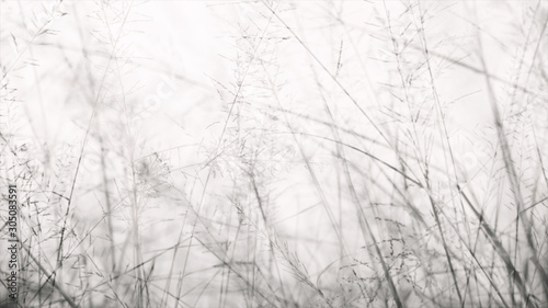 abstract monochrome moving dry grass 