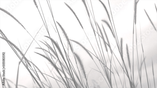 abstract monochrome moving dry grass 