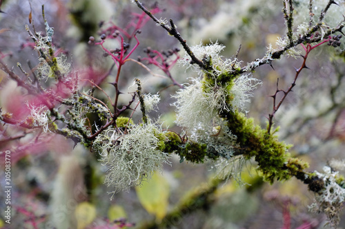 I'm Lichen the Red photo