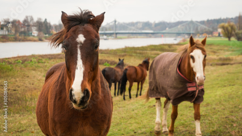 Pferde © Kevin Opitz