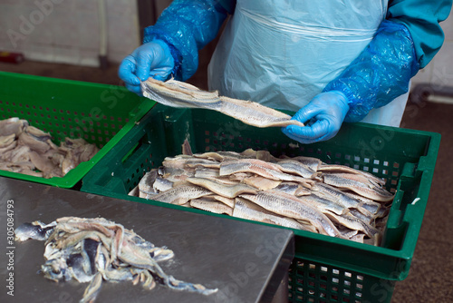 Processing fish in the factory, removing the skin from herring