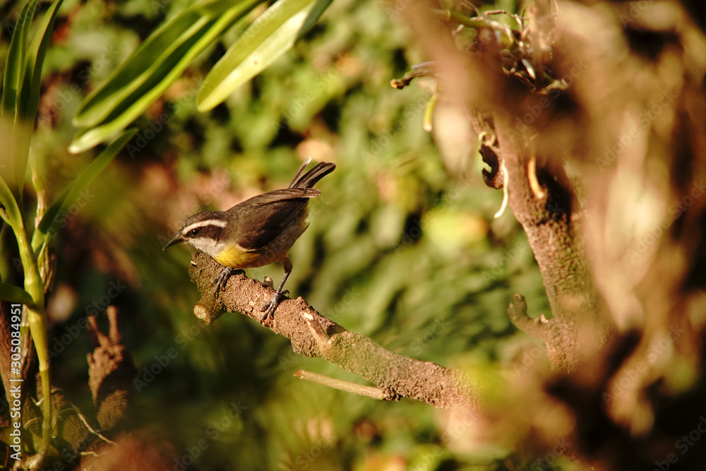 Fototapeta premium bird on a branch