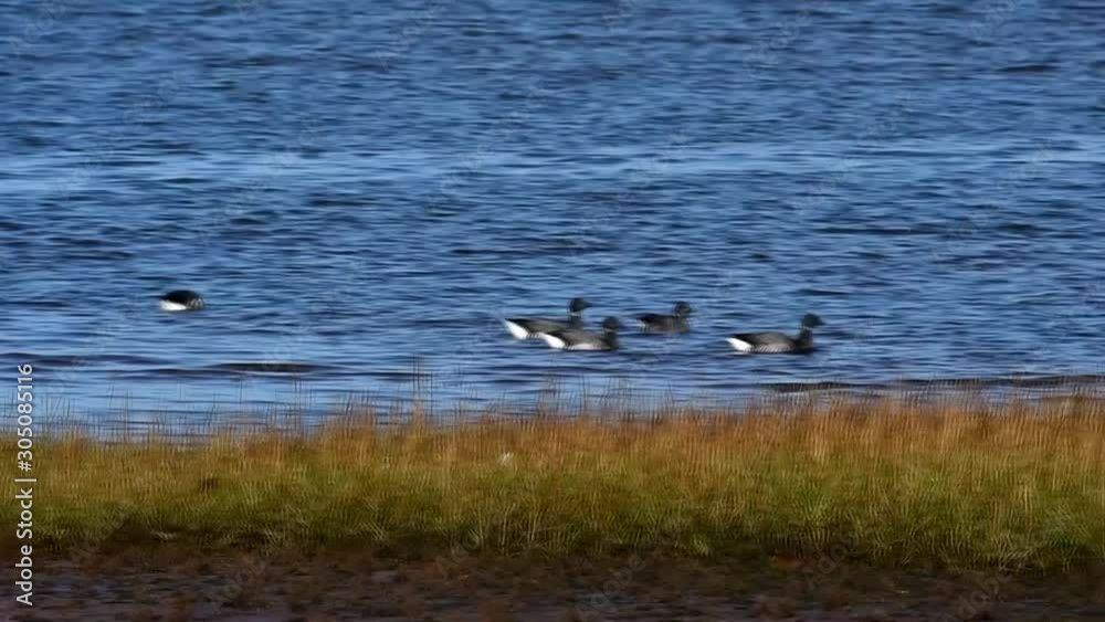 Brent Gooses floating near seashore at low tide Brent Gooses floating near seashore at low tide