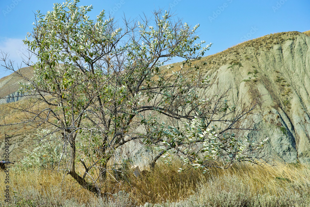 Crimean mountains near the village of Ordzhonikidze. Tree growing on a hill