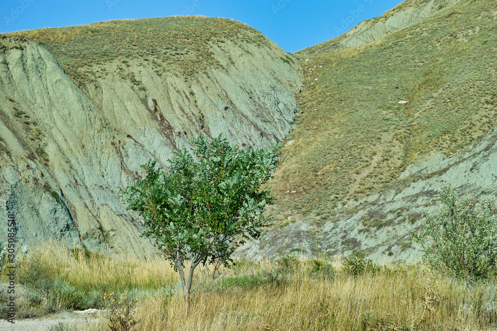 Crimean mountains near the village of Ordzhonikidze. Tree growing on a hill
