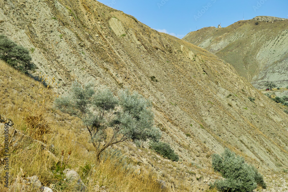 Crimean mountains near the village of Ordzhonikidze. Tree growing on a hill