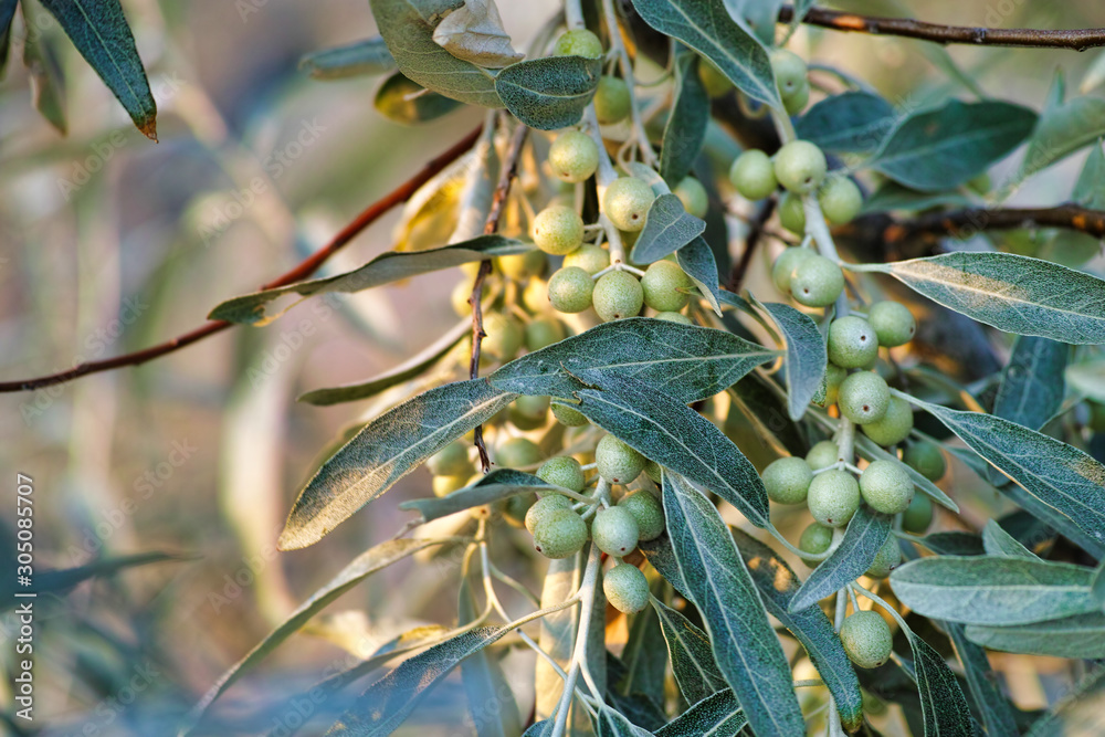 Elaeagnus angustifolia (commonly called Russian olive, silver berry, oleaster, Persian olive, or wild olive) branch with green fruits