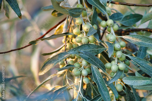 Obraz na płótnie Elaeagnus angustifolia (commonly called Russian olive, silver berry, oleaster, Persian olive, or wild olive) branch with green fruits w salonie