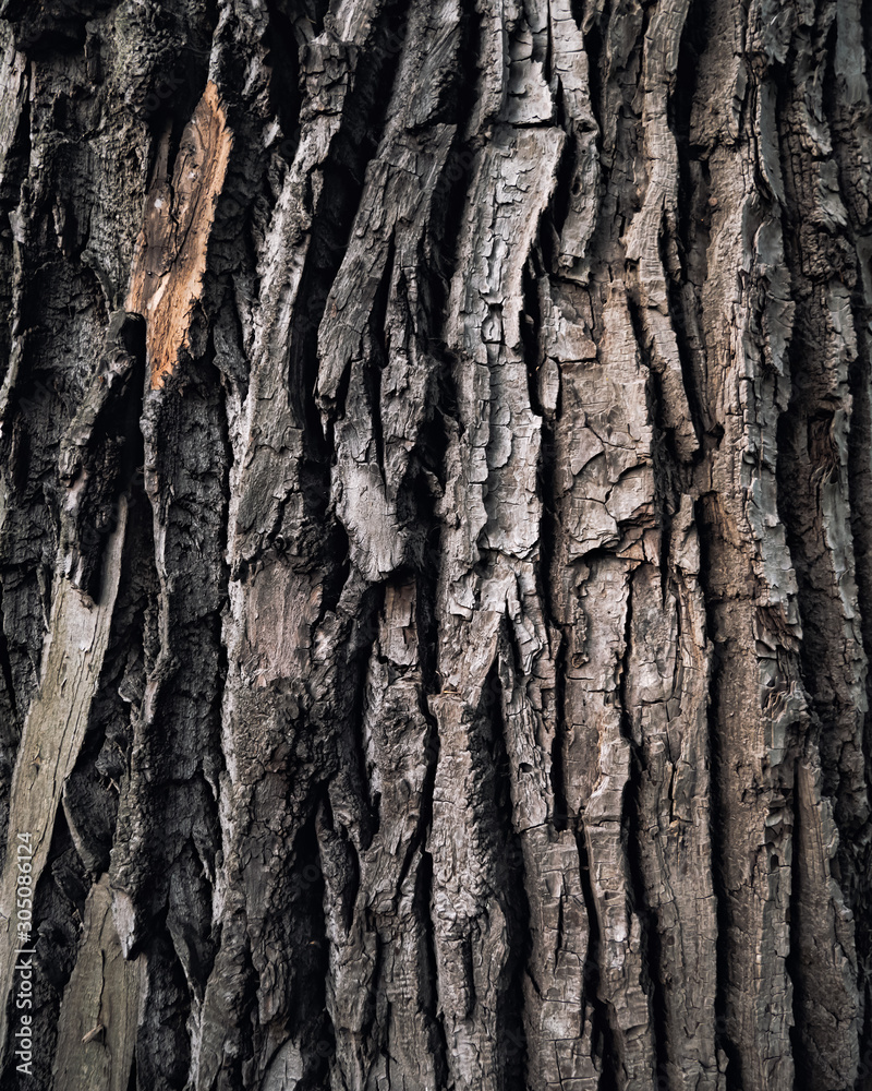 Obraz premium Baumstamm im Park