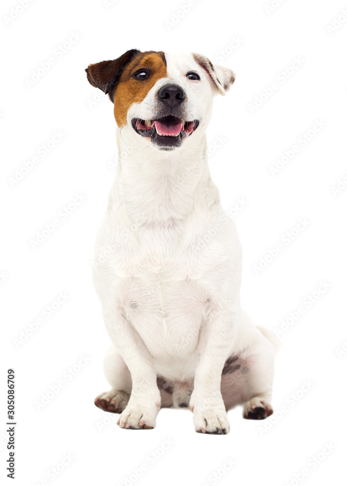 dog jack russell terrier sitting in full growth on isolated on a white backround