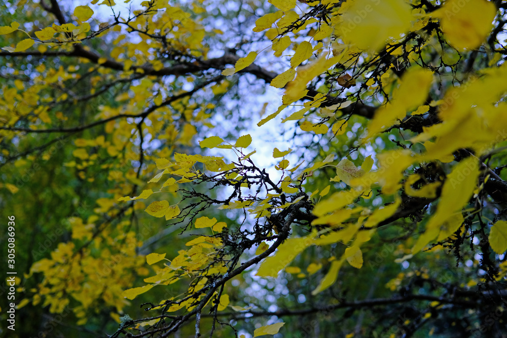 Fototapeta premium Yellow Leaves