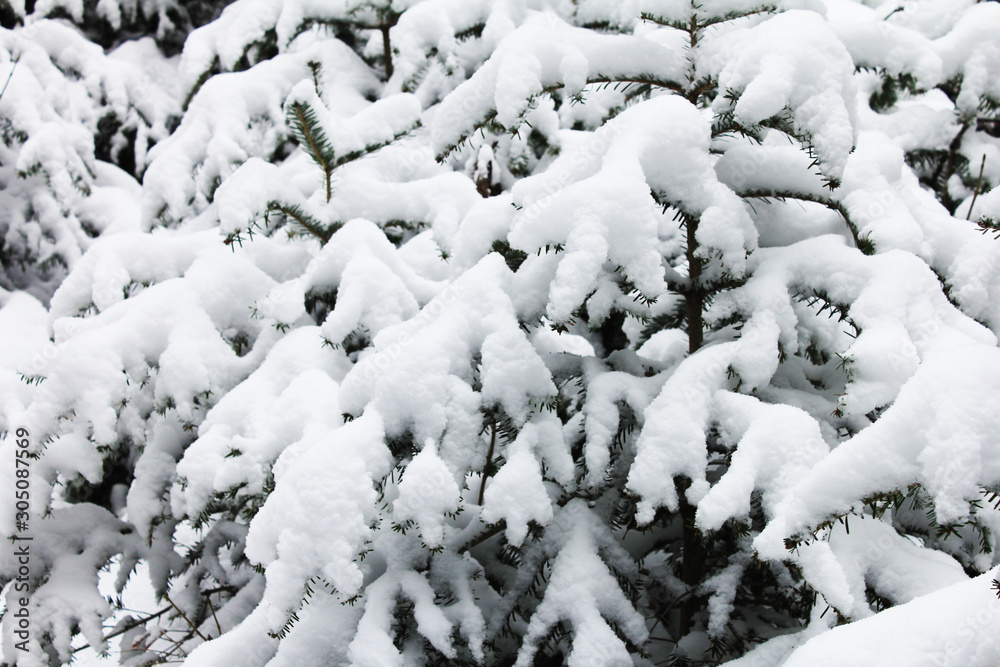 trees snow branch