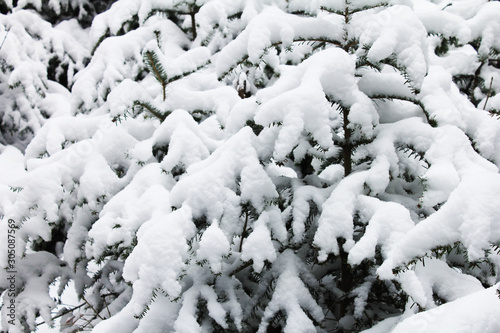 trees snow branch © Rosemarie Kan