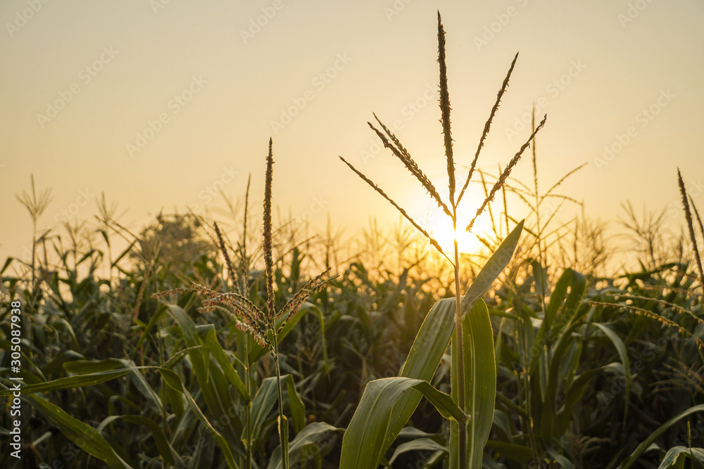 Fototapeta premium corn field and sun