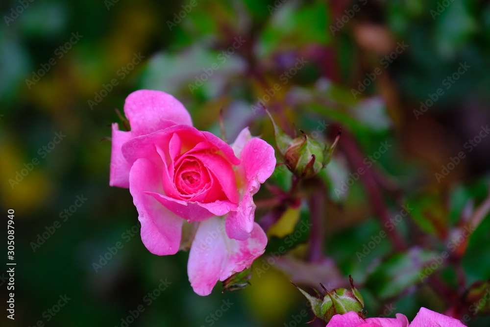 Pink Urban Rose - Washington Park Pink Urban Rose - Washington Park