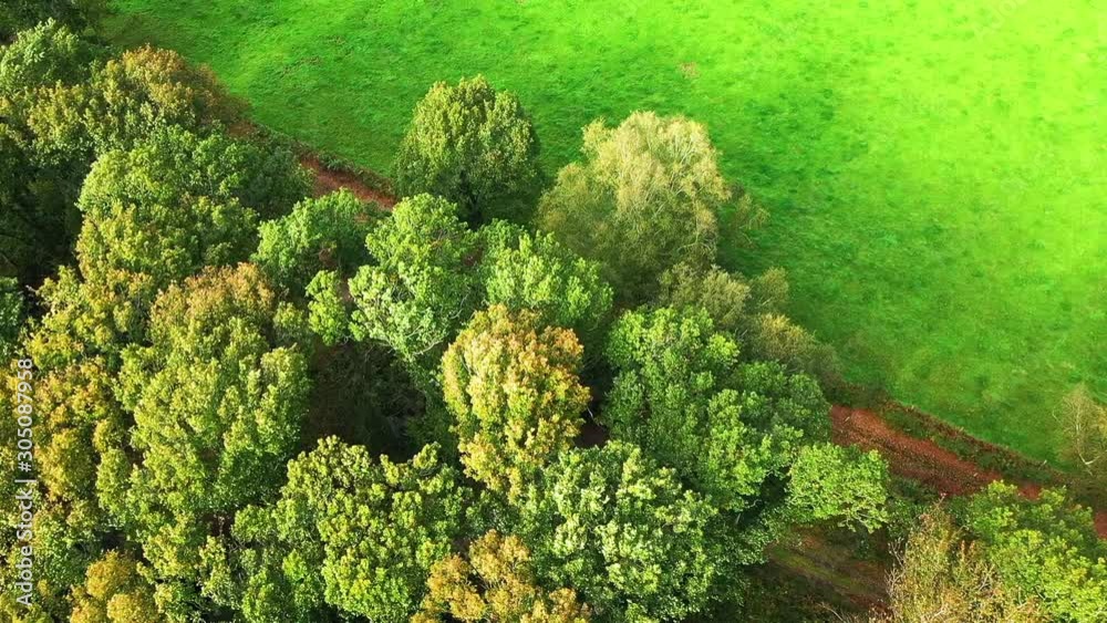Un chemin traversant des arbres dans une forêt ou un bois et des champs au début de l'automne
