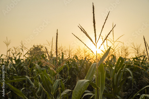 corn field and sun