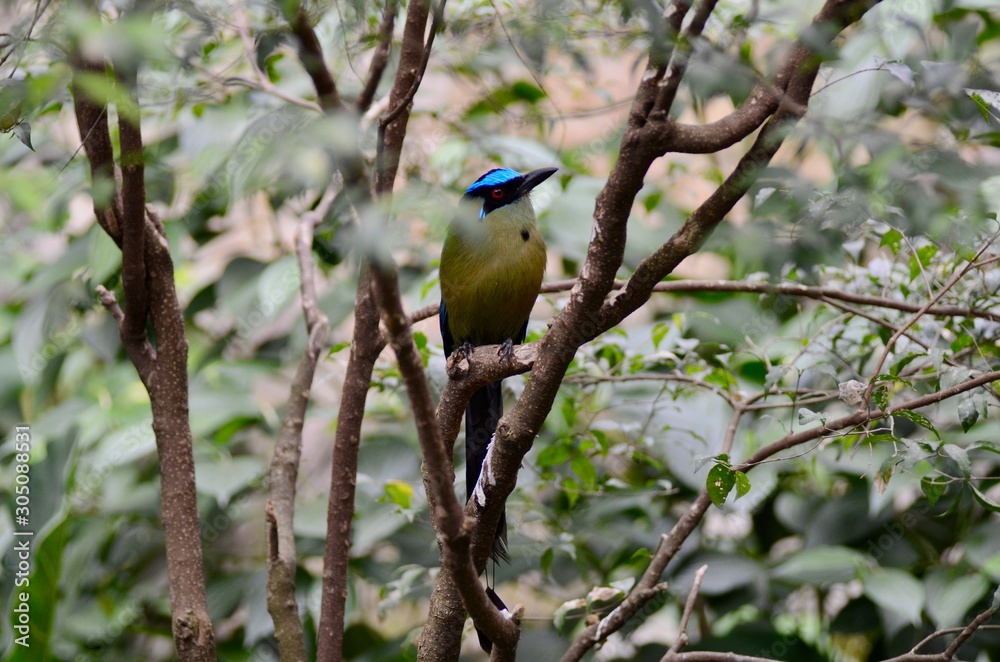 Naklejka premium Momoto amazónico o Barranquero