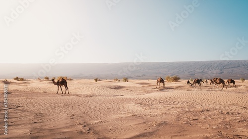 Fotografia Camels on the desert captured at day light in Morocco