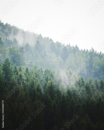 Bäume im Nebel © Marco
