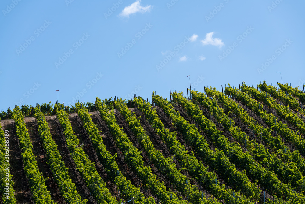Rows of grapevines curve over a hilltop in a vineyard