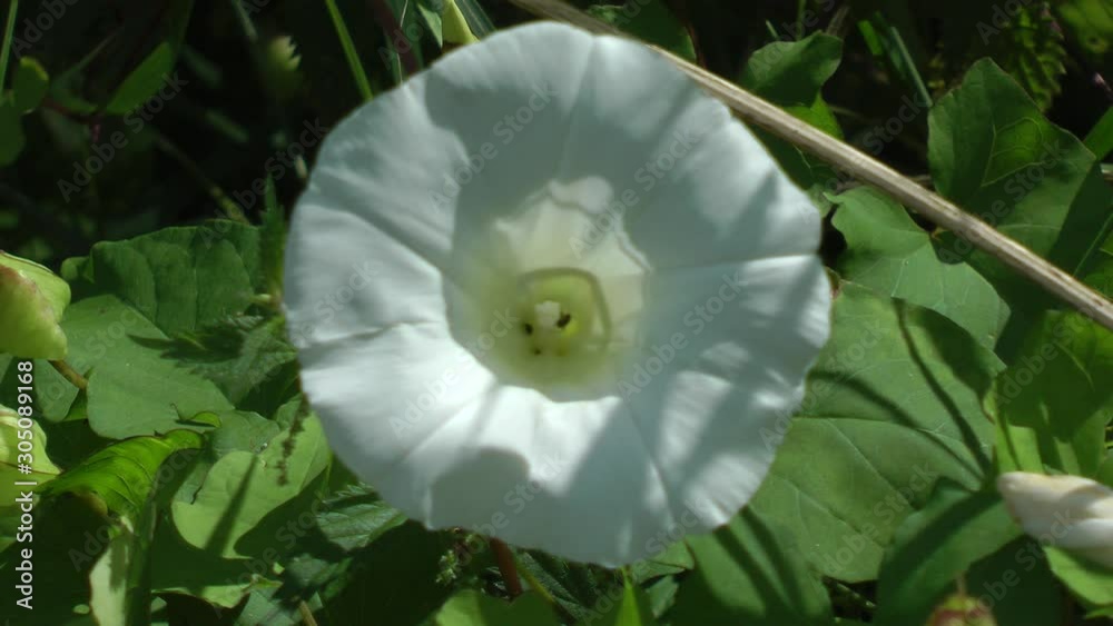 Bindweed, Bindweed,