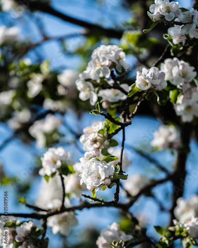 Blüten im Frühling © Marco