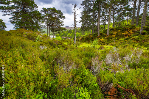 Picturesque landscape of a mountain forest with traditional nature of Scotland.