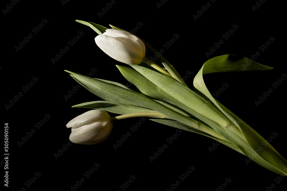 Two white tulips in full dark under studio lighting Two white tulips in full dark under studio lighting