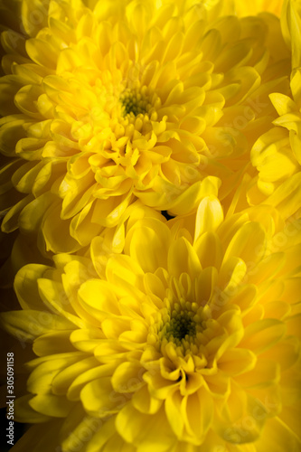 Close ups of yellow flowers © gavin