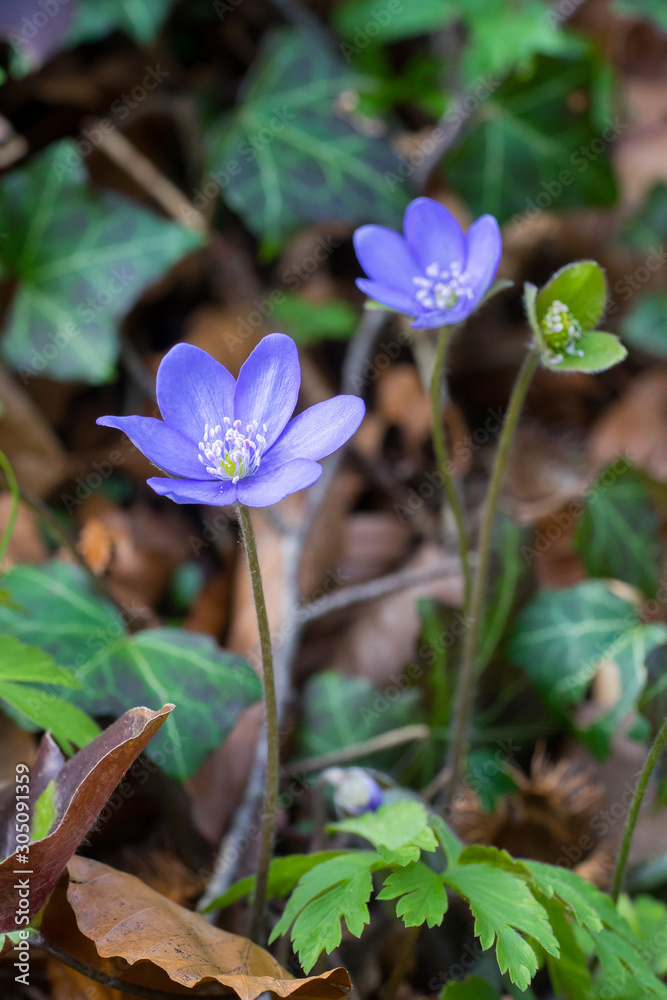Closeup of liverwort plant (Anemone hepatica) on a forest floor Closeup of liverwort plant (Anemone hepatica) on a forest floor